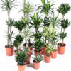 Dracaena's