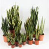 Sansevieria