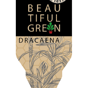 Image Etiket-Dracaena