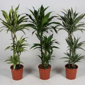 Image vdbosch-dracaena-groep