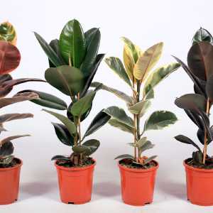 Image vdbosch-ficus-groep