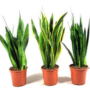 Image vdbosch-sansevieria-groep